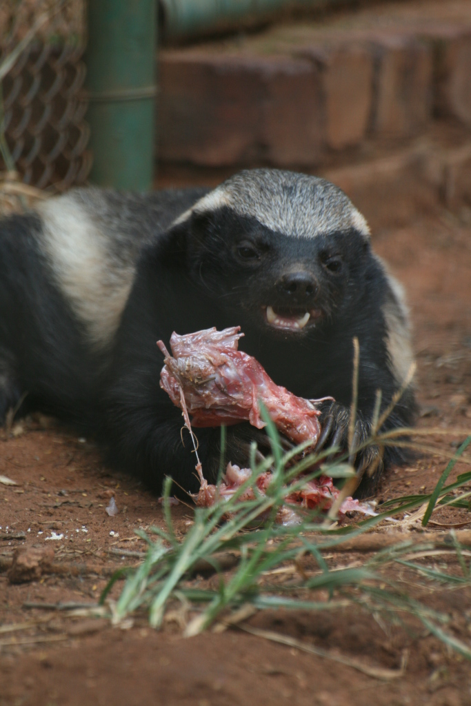 Close-up portrait of a honey badger